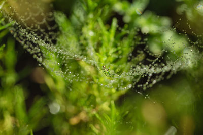 Close-up of water drops on leaf