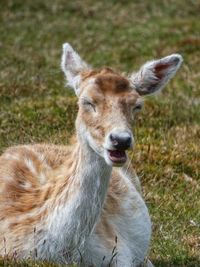 Portrait of deer on field