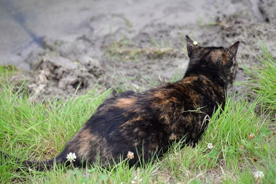 Side view of a black cat on field