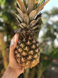 Close-up of hand holding fruit