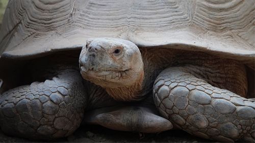 Close-up of tortoise