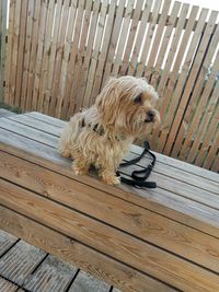 Dog sitting on wooden fence