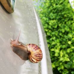 Close-up of snail