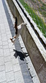 High angle view of cat jumping off fence