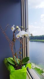 Potted plant by window against blue sky