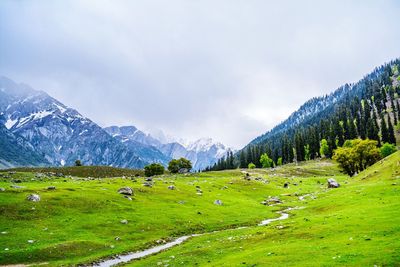 Scenic view of grassy field and mountains against sky