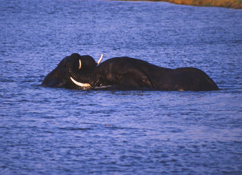 Horse swimming in sea