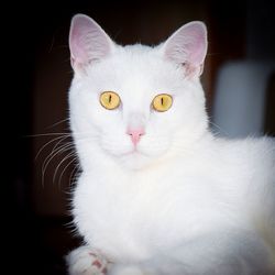 Close-up of white cat