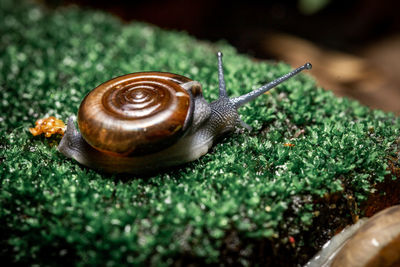 Close-up of snail