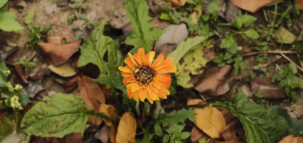 High angle view of flowering plants on field