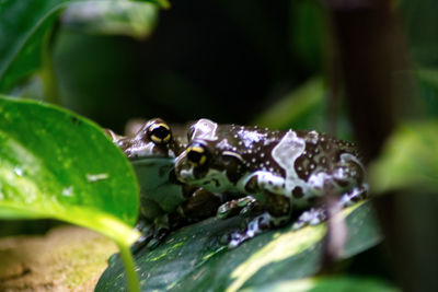 Close-up of insect on leaf