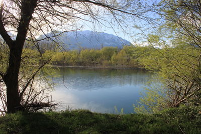 Reflection of trees in lake