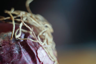 Close-up of wilted flower