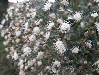 Close-up of white flowering plant