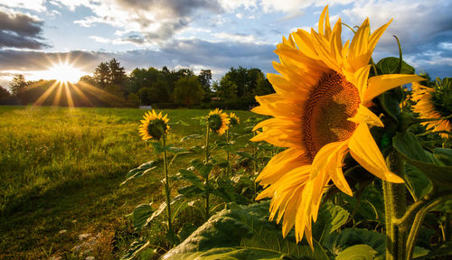 Close-up of yellow flower growing on field against sky