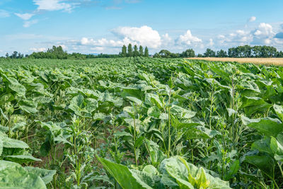 Scenic view of agricultural field against sky