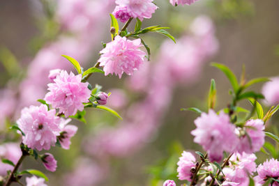 Close-up of pink flowering plant