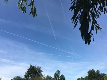 Low angle view of trees against blue sky