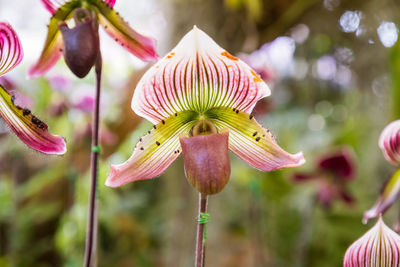 Close-up of pink flowering plant