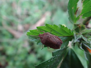 Close-up of fresh green plant