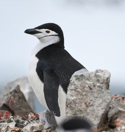 Close-up of penguin amidst rocks