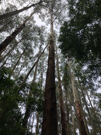 Low angle view of bamboo trees in forest