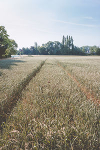 Scenic view of field against sky