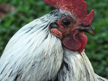 Close-up of rooster