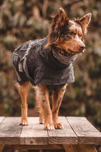 Dog camping in north carolina 