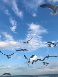 Low angle view of seagulls flying against sky