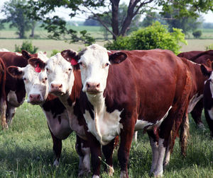 Cows standing in a field