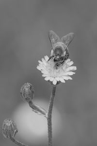 Close-up of honey bee on flower