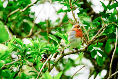 Low angle view of bird perching on branch