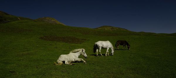 Sheep grazing in a field