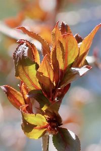 Close-up of flowering plant leaves