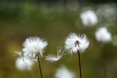 Close-up of dandelion on plant