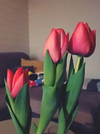 Close-up of multi colored tulips on table at home