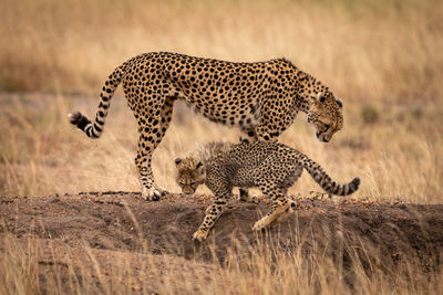 Cheetahs standing on rock in forest