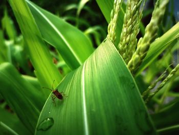 Close-up of insect on leaf