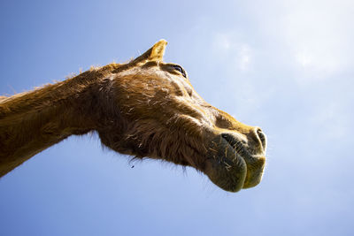 Low angle view of horse against sky