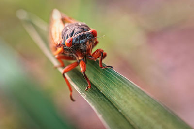 Close-up of insect on leaf