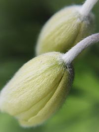 Close-up of white flower bud