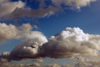 Low angle view of birds flying against sky