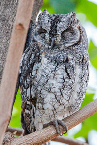 Close-up of bird perching on tree trunk