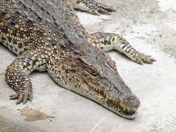 Close-up of a reptile lying in zoo