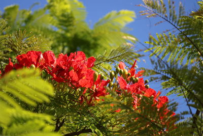 Close-up of red flowers on tree