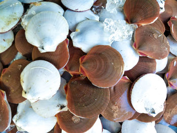 Full frame shot of shells