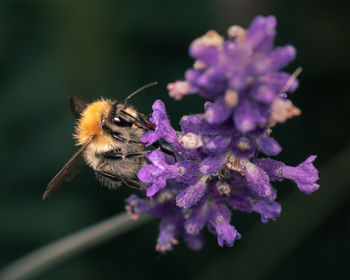 Close-up of bee pollinating on purple flower