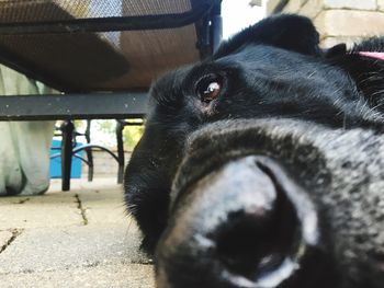 Close-up portrait of black dog