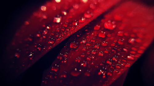 Close-up of wet red leaf